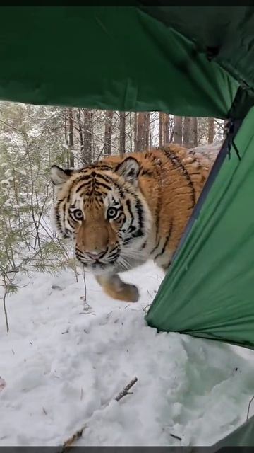 Тигренок пришёл в палатку смотреть онлайн