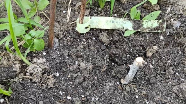 СОСТОЯНИЕ РОЗ из ПИТОМНИКА П.КОЗЛОВОЙ. Часть 2. ИХ ОТВЕТ. Я В ШОКЕ! #плохиесаженцы #розы #питомник смотреть онлайн