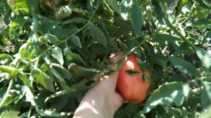 Вперед к мечте. Окончательный переезд из квартиры в дом.