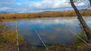 Ловля карася на донки с кормушками.