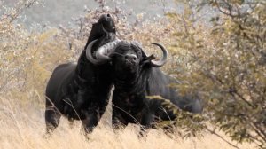 Такую махину не всегда остановит даже пуля - КАПСКИЙ БУЙВОЛ В ДЕЛЕ!