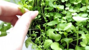 ЗЕЛЕНЬ НА БАЛКОНЕ! ВКУСНО И ПОЛЕЗНО!