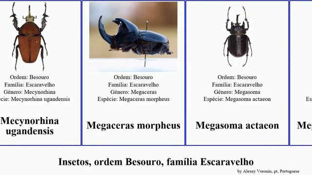 Insetos, ordem Besouro, família Escaravelho acrossus chalcosoma atlas demon insect magnum rufus смотреть онлайн