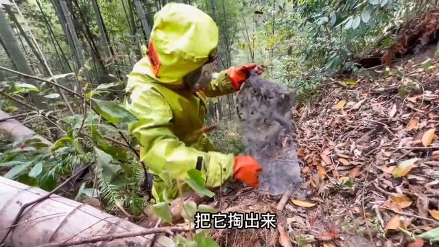 #现场实拍 #金环虎头蜂 乡下农户散养土蜜蜂被虎头蜂赶跑了，#非专业人士请勿模仿 #户外找蜂 смотреть онлайн