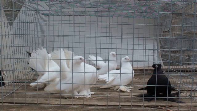 Статные Дмитрия Толокова г.Энгельс смотреть онлайн