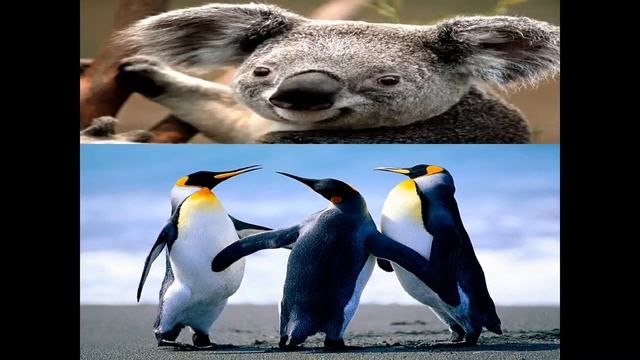 Sony Vegas Pro 9 - Cool Transitions смотреть онлайн