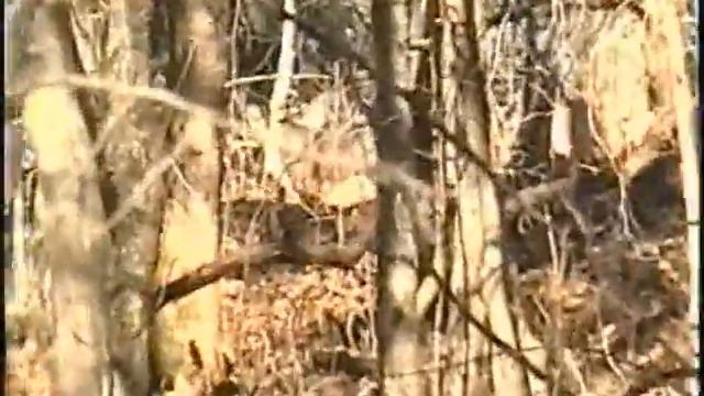 FIRST BUCK/DOE SE INDIANA 2003 6-8 NATE смотреть онлайн