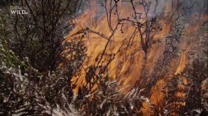 Новая дикая природа Европы 2 серия «Пропавшая рысь» (документальный сериал, 2020)