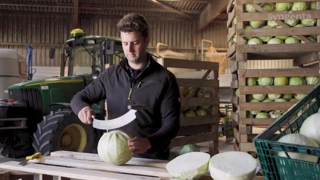 Syngenta VFOI Cabbage Prodikos