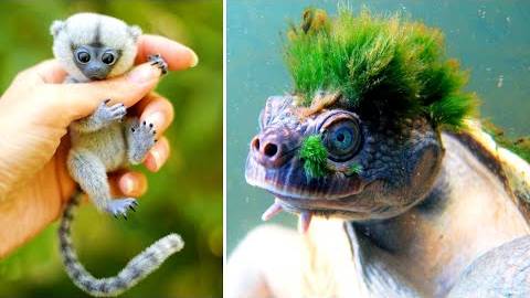 Самые удивительные существа на планете смотреть онлайн