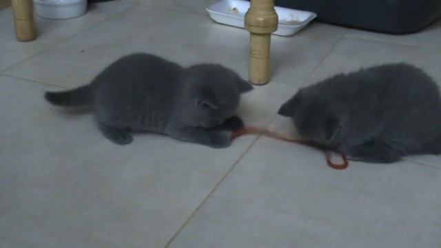 Игра c веревочкой. Британские котята. П-к SILVERY SNOW смотреть онлайн