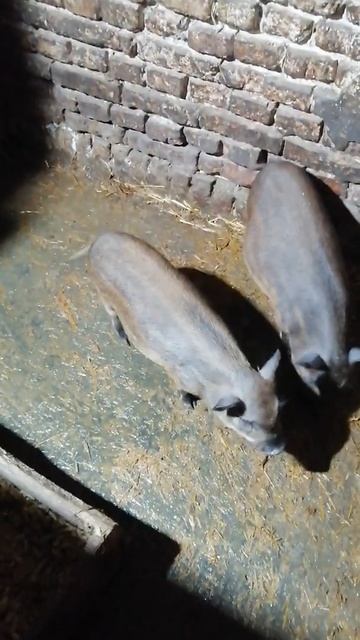 свиньи породы кармал смотреть онлайн