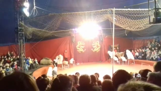 цирк - золотой дракон (Чебоксары) смотреть онлайн