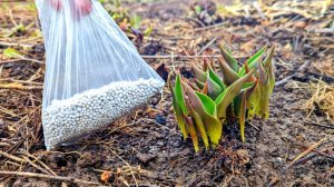 Чтобы тюльпаны и нарциссы цвели пышно и долго насыпьте это удобрение рано весной.