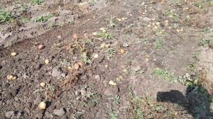 Копаем картошку на МТЗ-80, Урожай 2023 года.