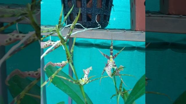 ONCIDIUM ORCHID /MILTASSIA SHELOB TOLKIEN смотреть онлайн