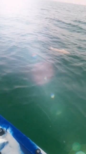 Daiwa caldia 5000 MQ #fish #fishing #amazing смотреть онлайн