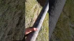 Погрузка сена самодельной  пикой т-40