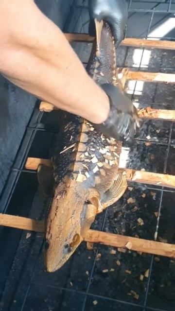 Коптим астраханского осетра на дровах и щепе. #shorts #short #shortvideo #fishing ￼ смотреть онлайн