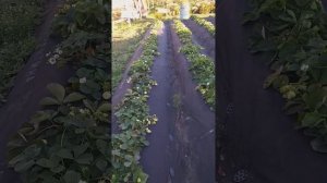 Почему у ремонтантной клубники нужно убирать первые соцветия?