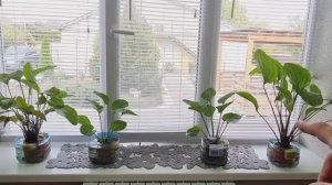 Будни Аквариумиста. Перезимовали эхинодорусы на подоконнике. И по нересту Радужницы.