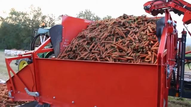 Collect Carrots Crop. Incredible Technique. - Сбор урожая морковки. Невероятная  техника.