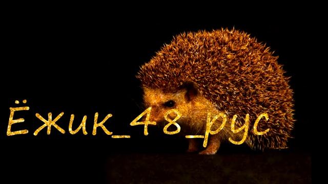 Ёжик интро