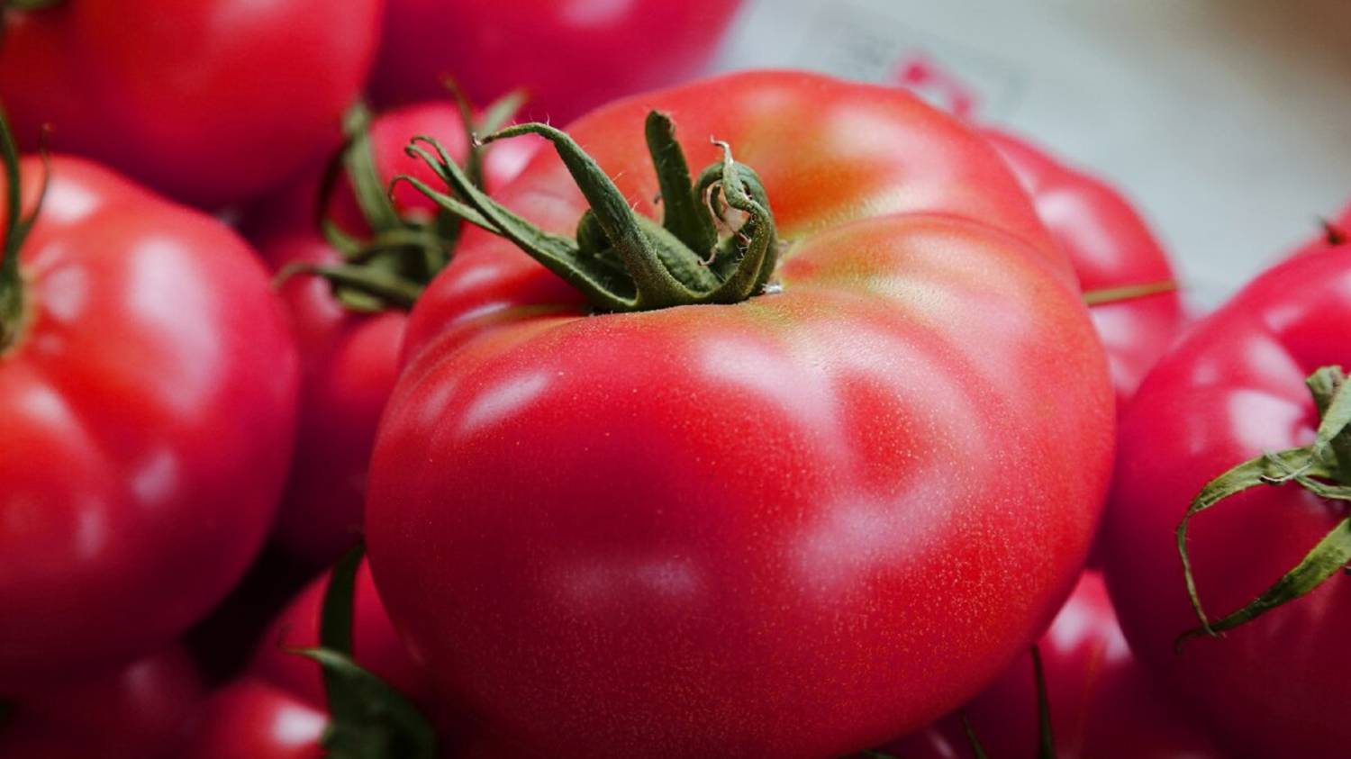 Самый простой способ посева семян томатов на рассаду. Всхожесть семян 100%. смотреть онлайн