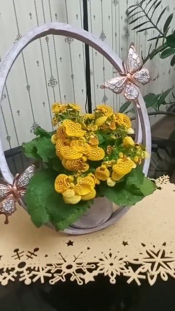 Кальцеолярия (Calceolaria) #shorts