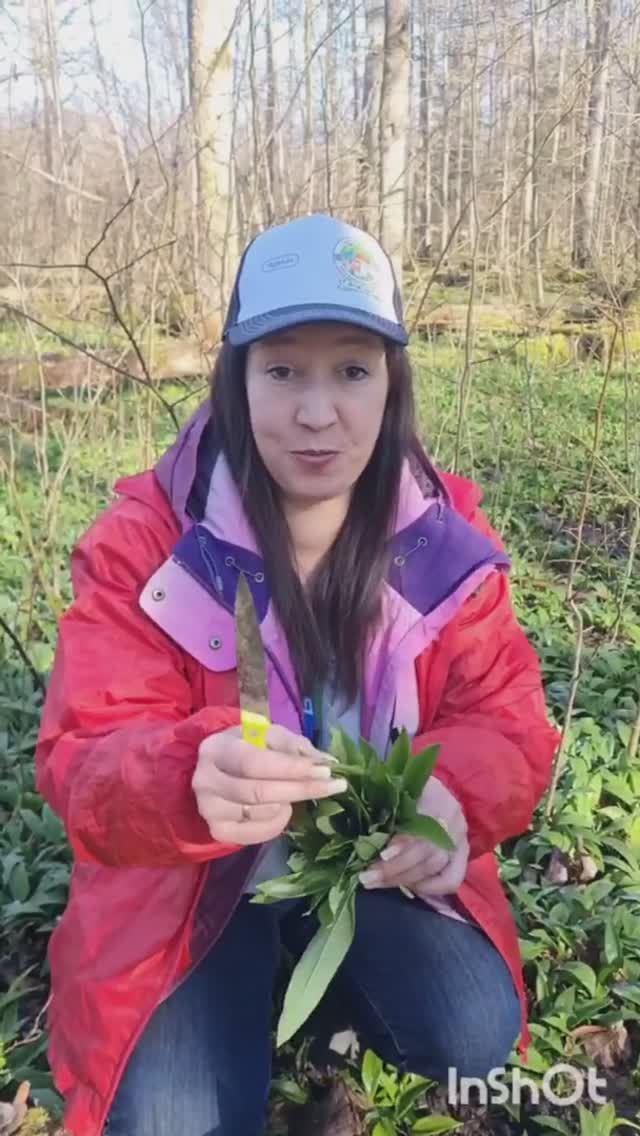 голубцы из ЧЕРЕМШИ, рецепты грибников из весеннего леса. #shorts смотреть онлайн