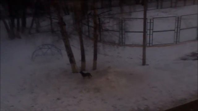 Собака и снег) угарно!).wmv смотреть онлайн