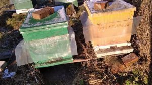 Спасение ульев ППС от синиц.