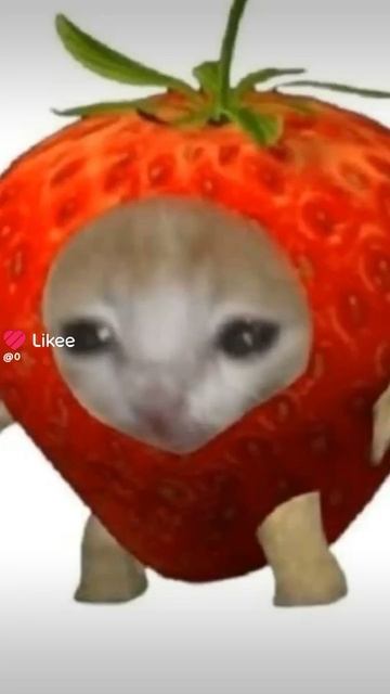 1000014492.mp4 смотреть онлайн