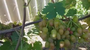 Виноград Алладин.