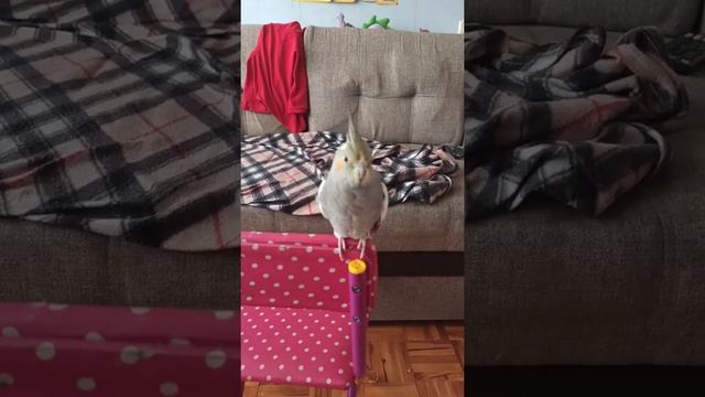 Попугай Коша!!! Моя первоклашка пытается меня погладить))) А я кусаюсь!!! смотреть онлайн