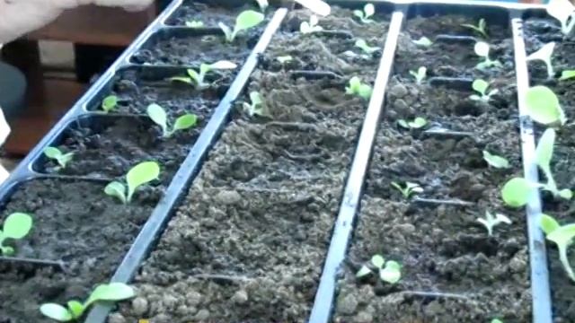 Пикировка табака смотреть онлайн