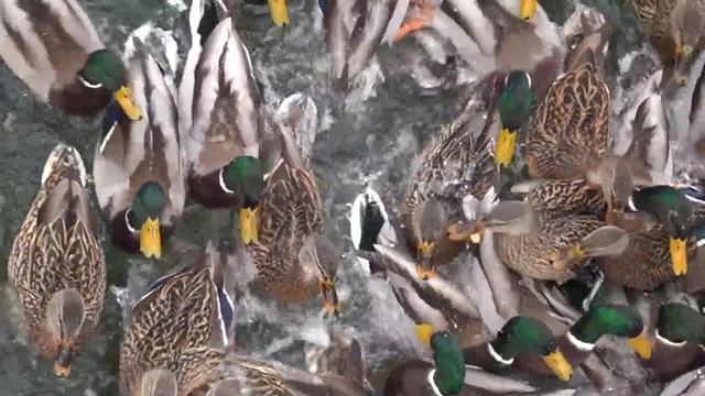 Правозащитник кормит уточек смотреть онлайн