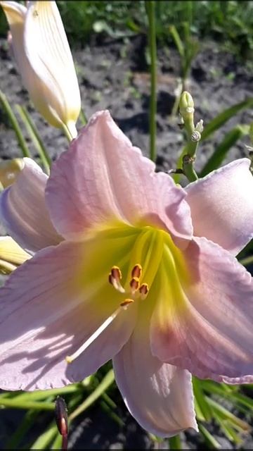 Опыляю лилейники🤓 И уже завязались коробочки🤫 смотреть онлайн