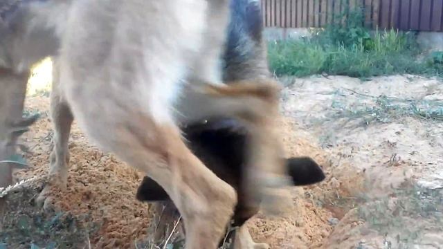 Собаки роют клад смотреть онлайн