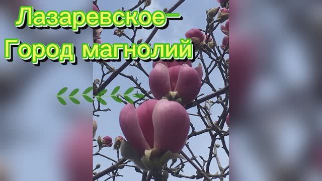 Весна в Лазаревском(СОЧИ). смотреть онлайн
