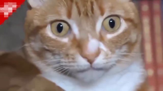 Супер ржач. Таких испуганных котов я еще не видел. смотреть онлайн