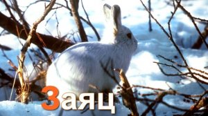 Азбука для детей. Учим буквы. Буква З