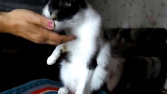 Прикол с котом, очень умный кот! смотреть онлайн