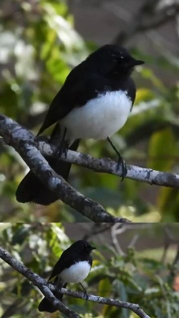 Willie Wagtail Song смотреть онлайн