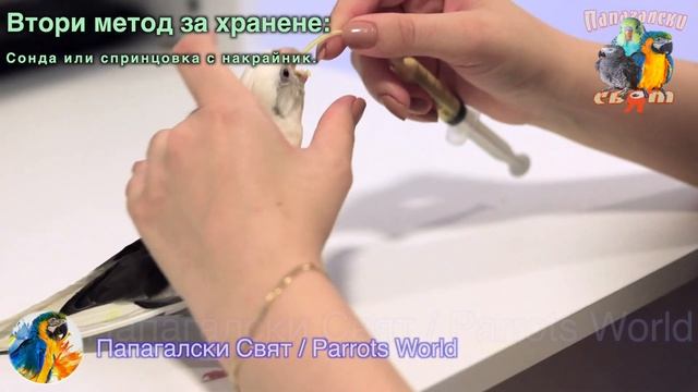 Хранене на бебе ПАПАГАЛ с каша от спринцовка / Hand Feeding Baby Cockatiel