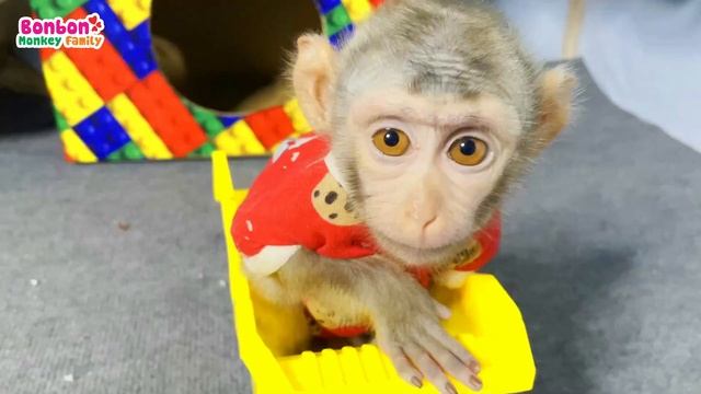 What Does Bonbon Baby Monkey Do After Waking Up?