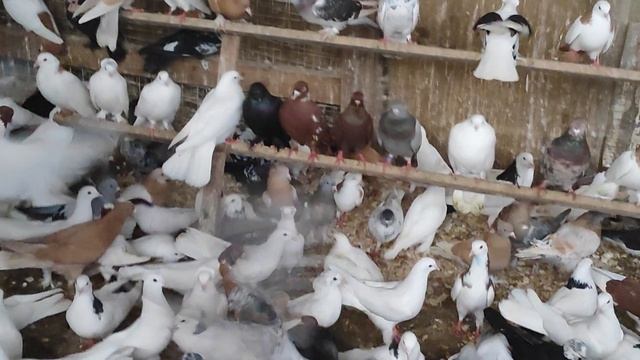 14.03.2025г Обзор Голубей после купания 👍+79298223260 Константин смотреть онлайн