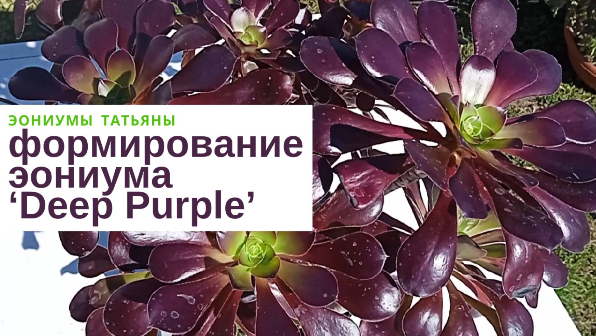 217. Эониум Deep Purple: формирование и обрезка