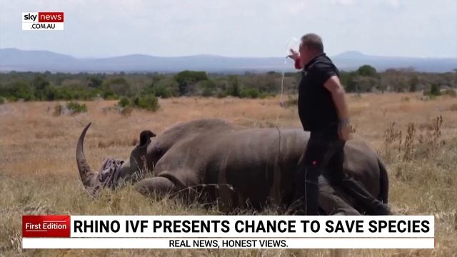 World-first IVF breakthrough could save Northern White Rhinos from extinction смотреть онлайн