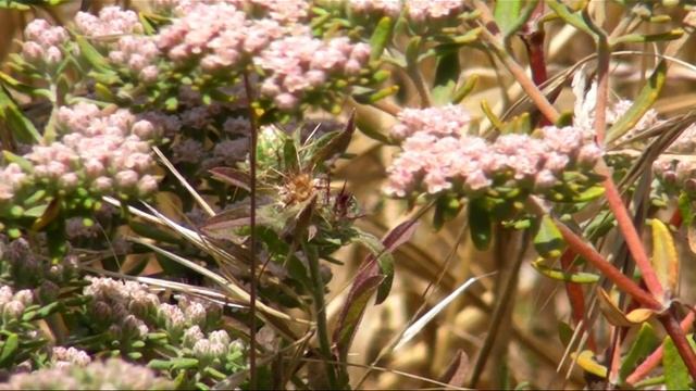 Santa Cruz Island Buckwheat смотреть онлайн